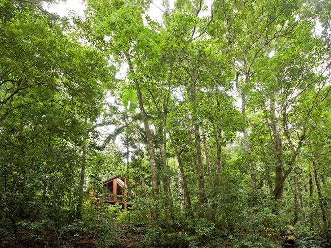 The Canopy Rainforest Treehouses.