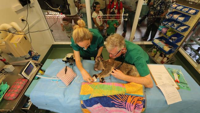 Currumbin Wildlife Hospital are holding an open day in February. Picture Glenn Hampson