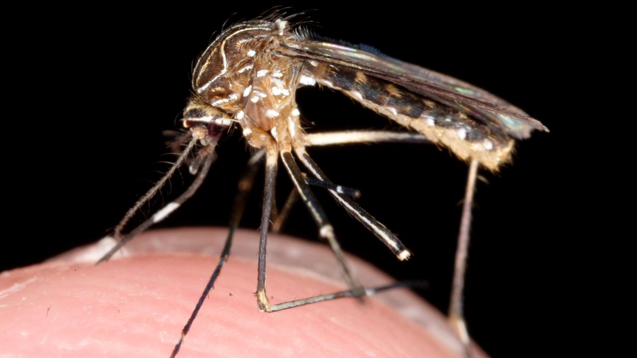 Dengue is transmitted via mosquito-bites. Picture: Supplied.