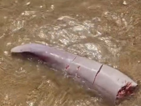 The large grey object washed ashore on Magnetic Island in north Queensland. Picture: TikTok.