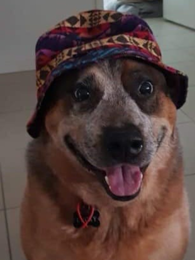 Lucky the Australian Red Cattle Dog wearing a hat. Photo Courtney Rae