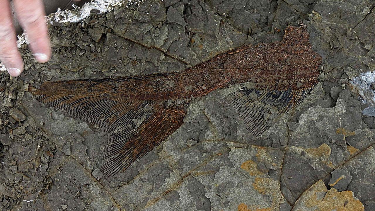 A partly exposed, perfectly preserved 66-million-year-old fish fossil found at the North Dakota site. Picture: AFP