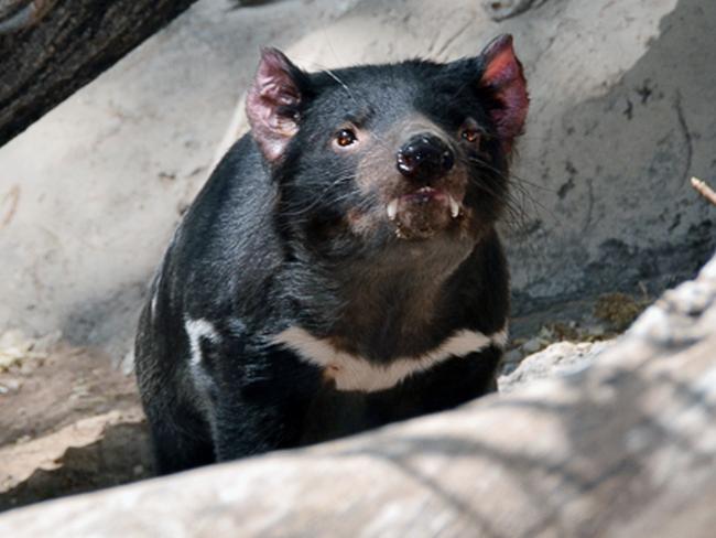 An the brink ... Tasmanian devils are suffering a plague of bite-transmitted tumours because of their low genetic diversity. Source: AP