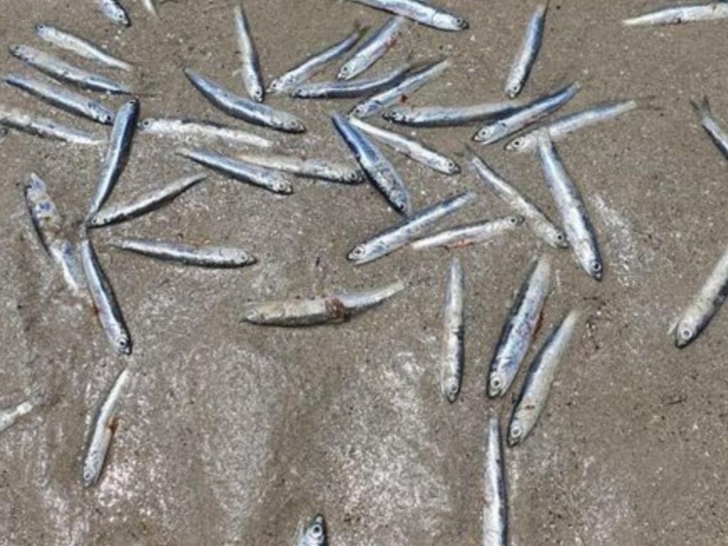 The dead fish are believed to be sardines or anchovies. Picture: 7 News