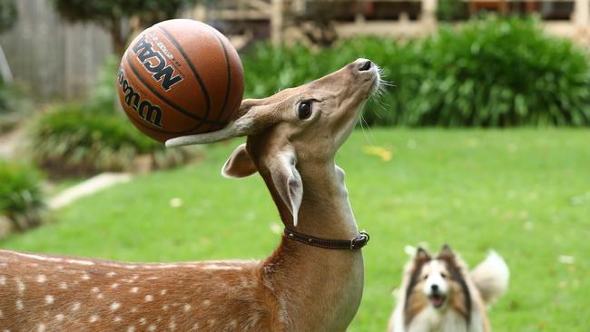 Buddy was adopted as a pet after he was orphaned. Picture: Tait Schmaal