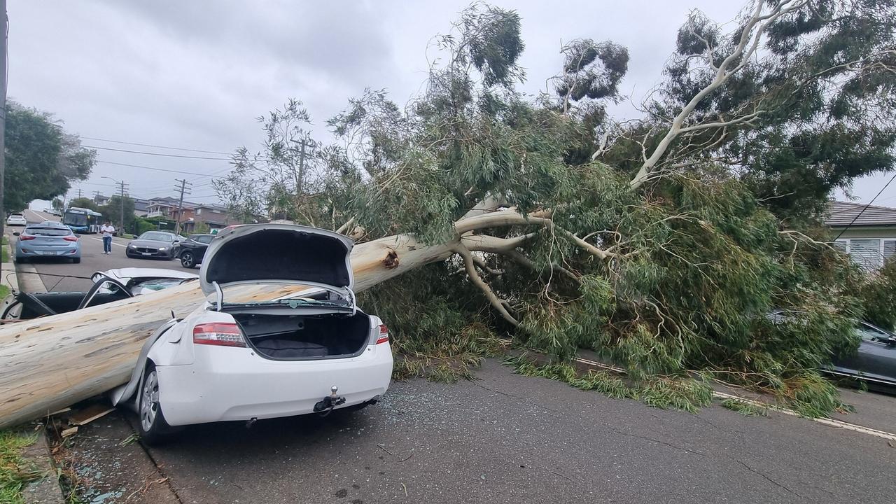 A tree on a car in Homer St, Kingsgrove. Picture: Facebook