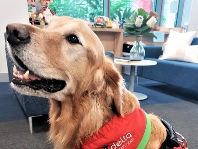 Norman is a popular therapy dog who has been working at Sunshine Coast Hospital and Health Service for the past five years. Picture: Wishlist