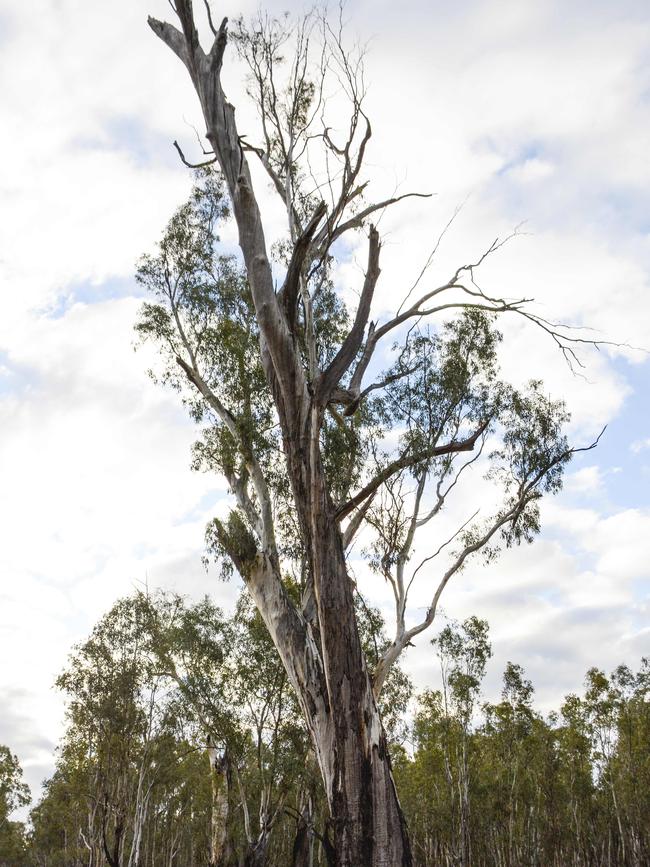 A red gum. Picture: Dannika Bonika 