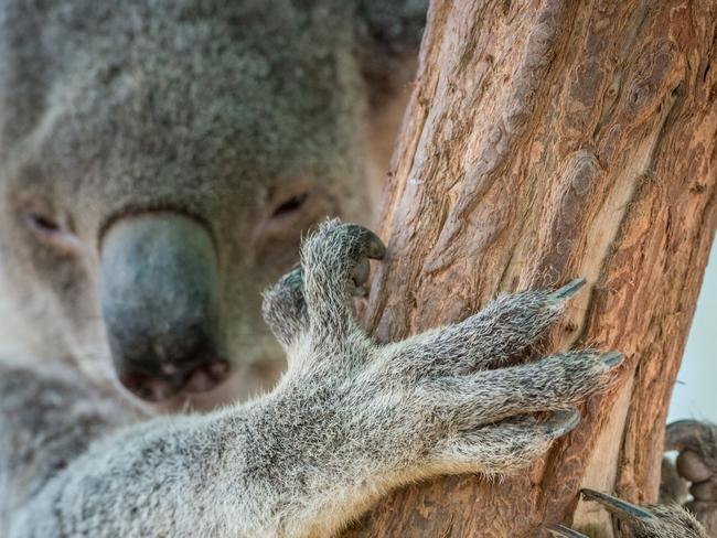 Koala Bear Claw on Tree