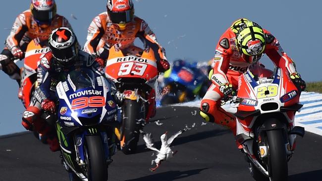 MotoGP seagull: ‘Leave your chips out’