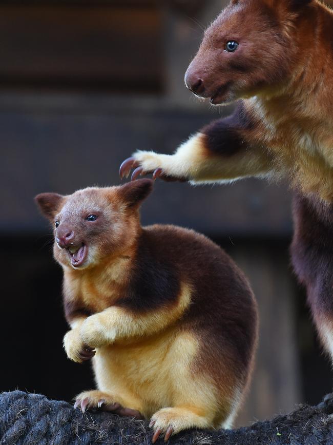 Baby Chimbu and Mum Mani. Picture: Josie Hayden