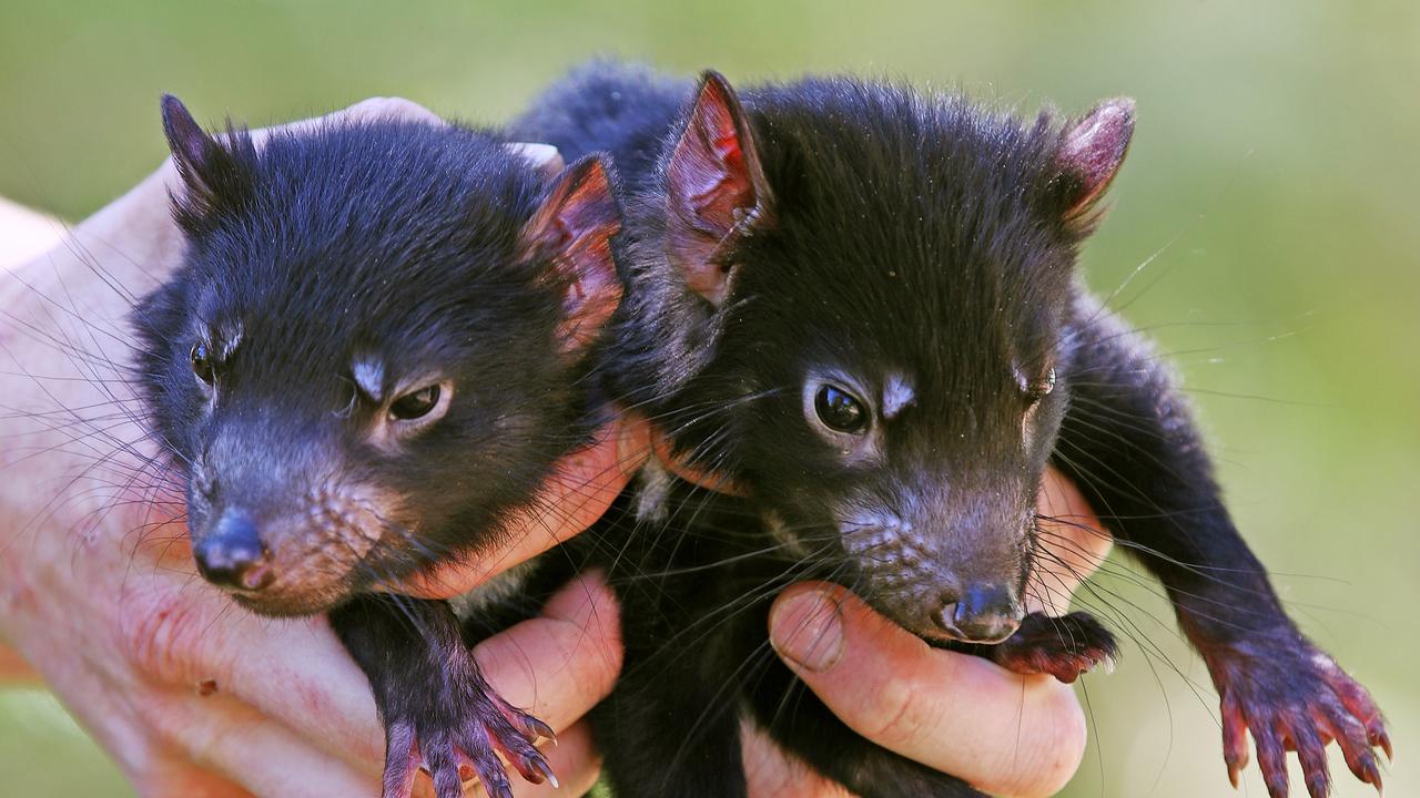 Watch out for roadkill as baby devils make their first move