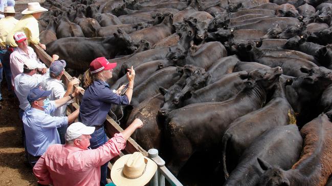 AuctionsPlus led the bidding on this big pen of 117 Angus steers from Athlone South, but they sold to Elders agent Phil Gledhil at $2574 or 660c/kg for 369kg at Hamilton.