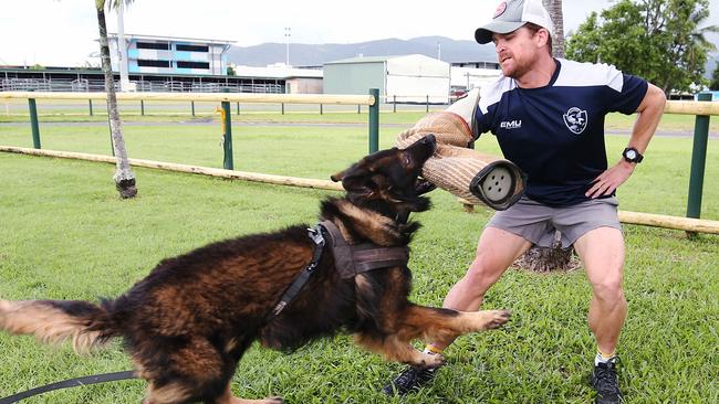 Senior Constable Brian McLeod of the Tactical Crime Sqaud is apprehended by Police Dog Axel during a training exercise at the Cairns Showgrounds. Picture: Brendan Radke