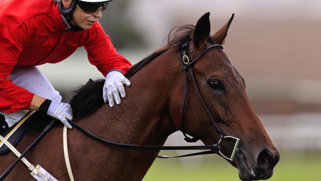 Zanbagh looks great value at Rosehill on Saturday. Picture: Jenny Evans