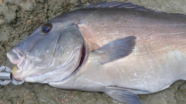 A 16lb sweetlip is one of the more unusual catches the author has encountered while chasing land-based barra.