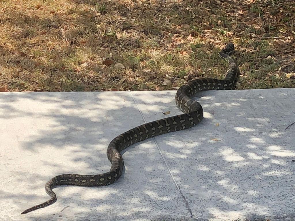 Brisbane snakes on the move | The Courier Mail