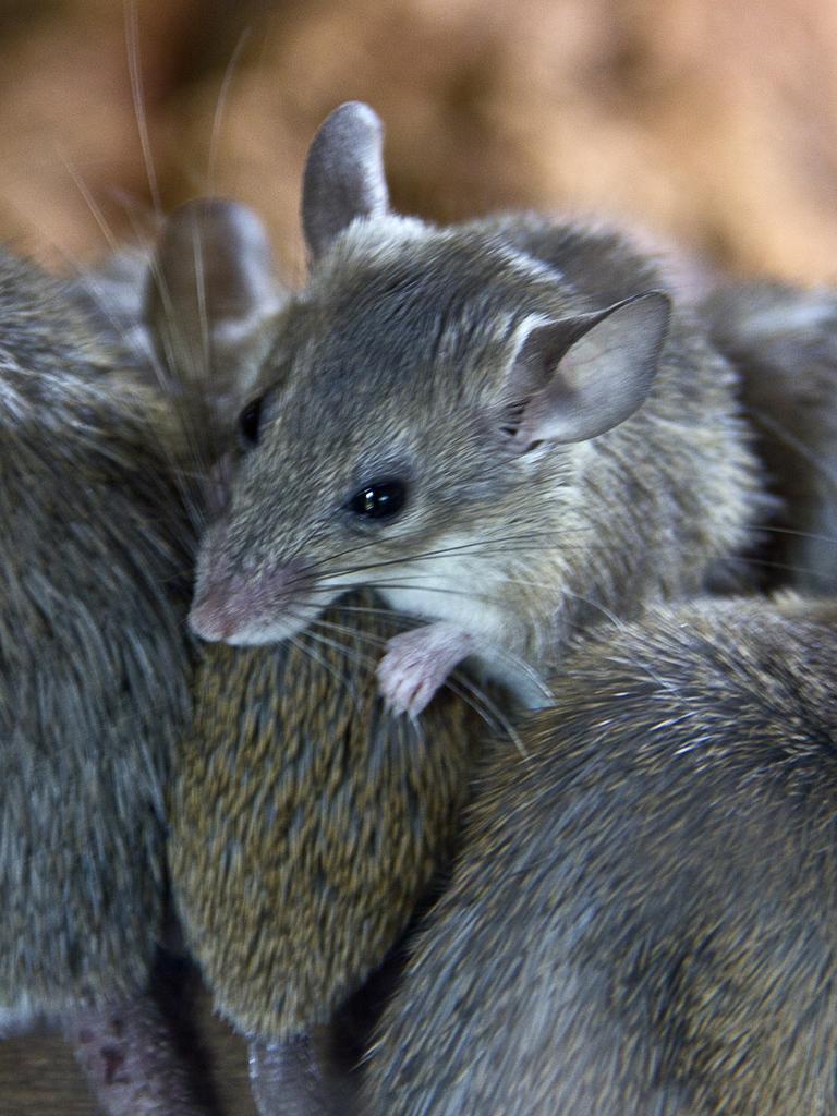 Activists have urged Australians not to kill the mice. Picture: iStock