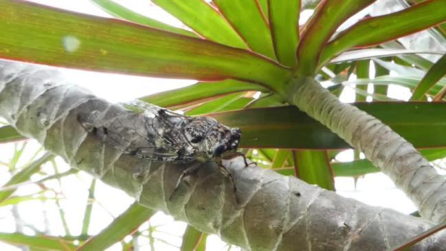 The sound of a cicada calling 