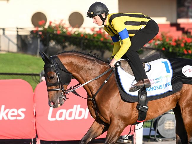 MELBOURNE, AUSTRALIA - OCTOBER 17: Damian Lane riding Cox Plate runner Prognosis of Japan during a track gallop at Moonee Valley Racecourse on October 17, 2024 in Melbourne, Australia. (Photo by Vince Caligiuri/Getty Images)