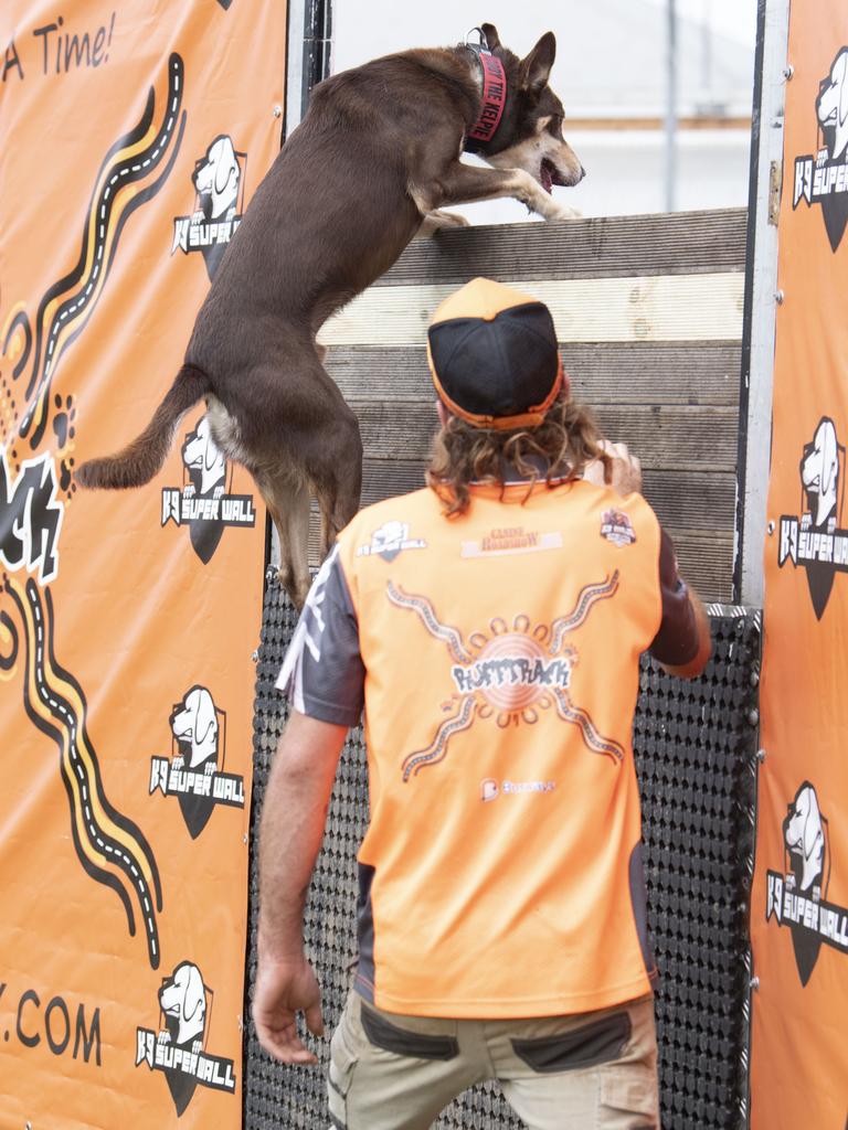 Cody the Kelpie conquers the K9 Super Wall on day 3 of the Toowoomba Royal Show. Sunday, March 27, 2022. Picture: Nev Madsen.