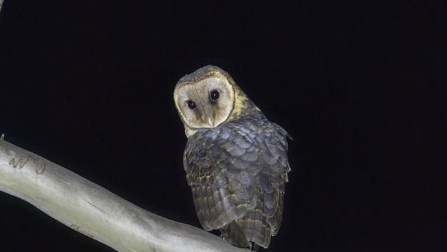 A Tasmanian masked owl at McKimmie Creek, site of the proposed MMG tailings dam, image published in takayna/Tarkine from Australian Geographic. Picture: Rob Blakers