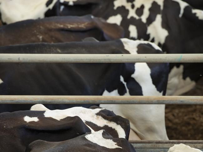 Floods have eroded Australia’s milk productivity. Picture: Zoe Phillips