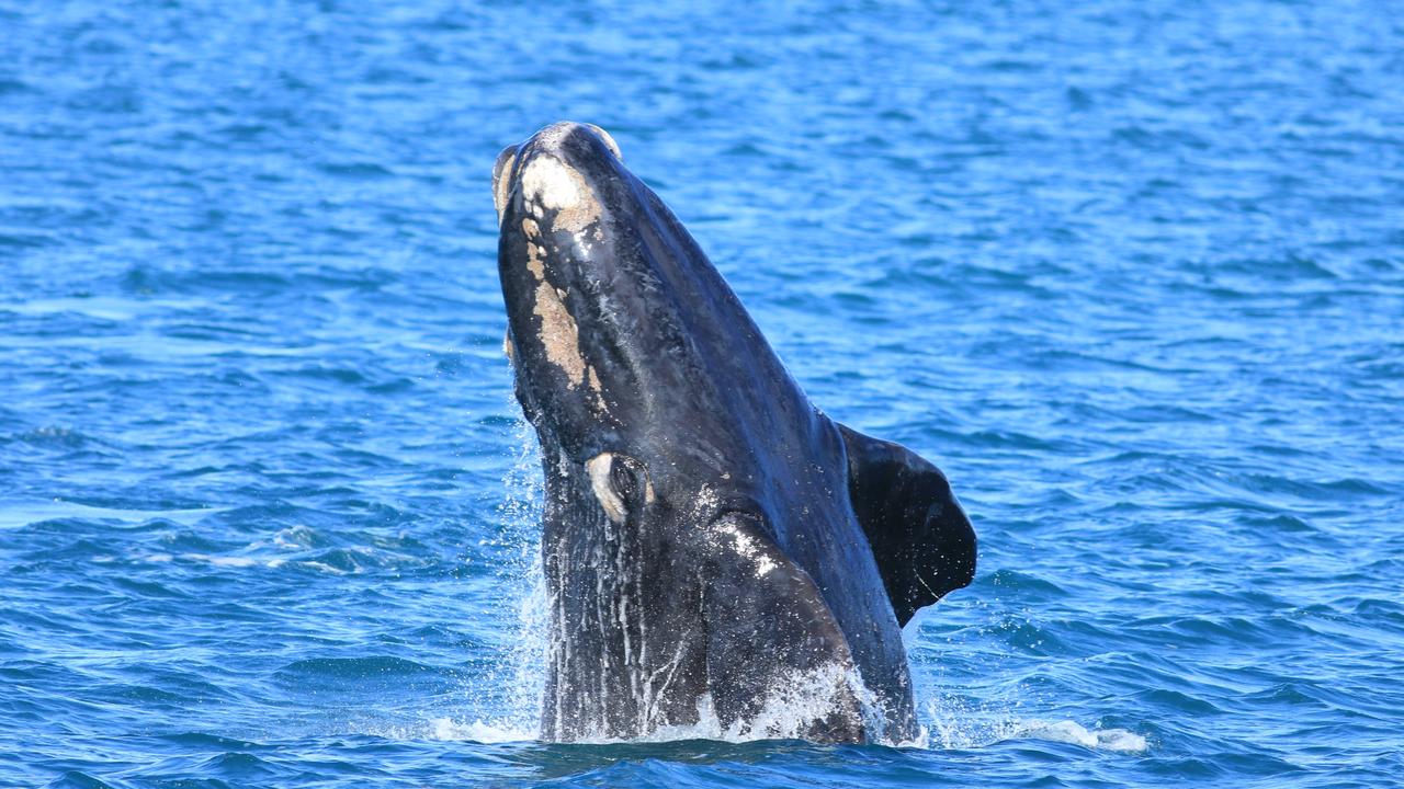 Antarctic leopard seal visits Fowlers Bay in SA | The Advertiser