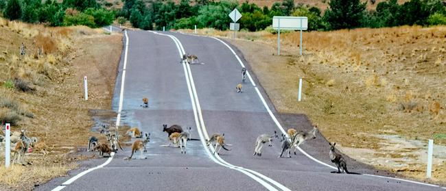 Kangaroos on Blinman road, in the Flinders Ranges. Picture: Phil Coleman/Outback Imaging