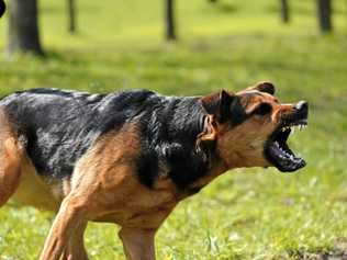 An aggressive dog. Picture: FILE