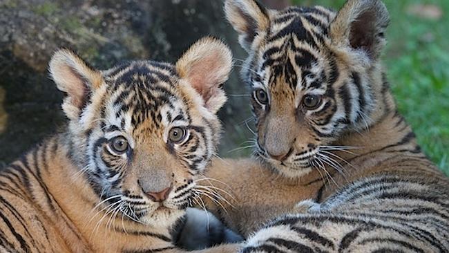 Dreamworld’s Bengal tiger cubs Ravi and Baru’s birthday celebrations ...