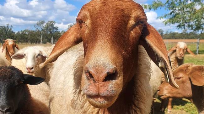 It’s an offence to attach a goat to your vehicle and drive it in a public area.