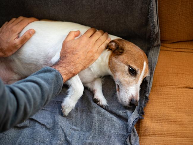 The warning comes after 21 dogs were euthanised. Picture: Getty