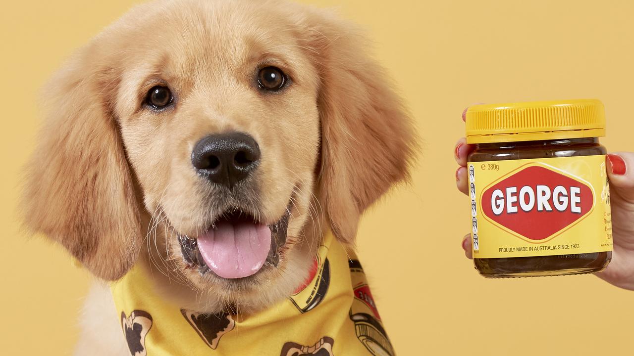 George the Golden Retirver with his Vegemite bandana. Picture: Supplied