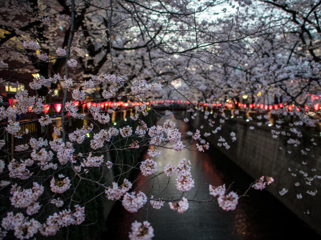 TOKYO, JAPAN - MARCH 26: Cherry blossom hangs over the Meguro River in Nakameguro on March 26, 2018 in Tokyo, Japan. The Japanese have a long-held tradition of enjoying the blooming of cherry blossoms. The blossom is deeply symbolic, it only lasts for around one week and marks the beginning of spring. It is claimed that the short-lived existence of the blossom taps into a long-held appreciation of the beauty of the fleeting nature of life, as echoed across the nationÃ•s cultural heritage. (Photo by Carl Court/Getty Images)