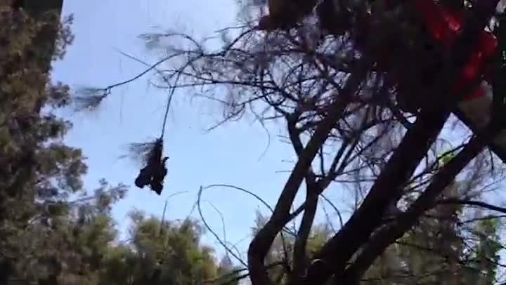 Flying fox rescue.