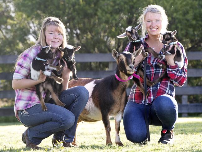 Summer and Kirralee Hoffman with their Nigerian Dwarf goats at Pawleena. Picture: Chris Kidd