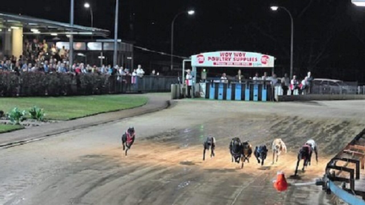 Tab greyhounds hot sale