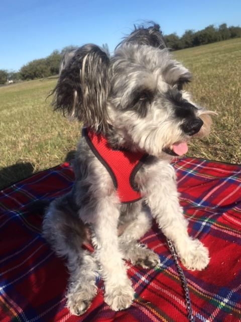 Freda: This lovely little eight-year-old loves getting out and about and playing with children.