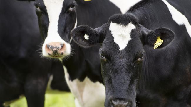 Van Dairy Group has sold 11 of its farms in Tasmania.