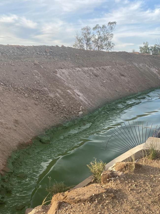 Blue-green algae in Lake Bonney. Picture: Shonnie Jordan