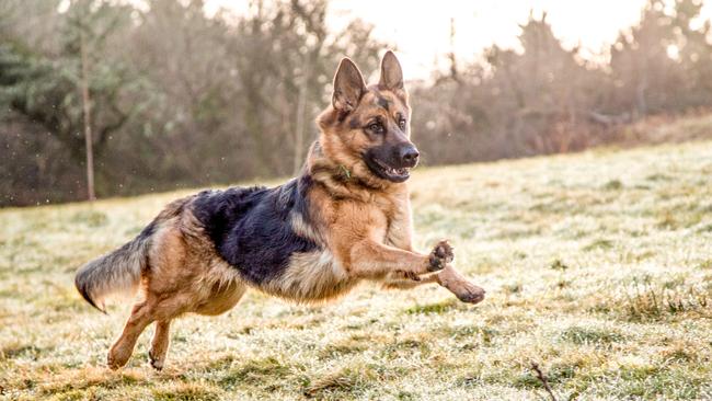 German shepherd dog in action.