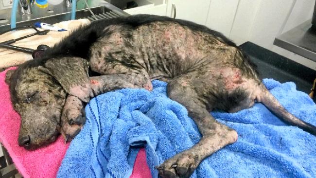 Severely malnourished, suffering a severe case of mange and a secondary infection, the female labrador-cross named Chaise was near death when her condition became known to the RSPCA.