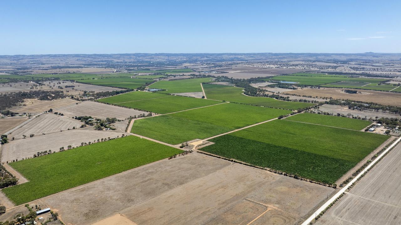 Offers of about $12m are expected for the vineyard holdings. Picture: CBRE