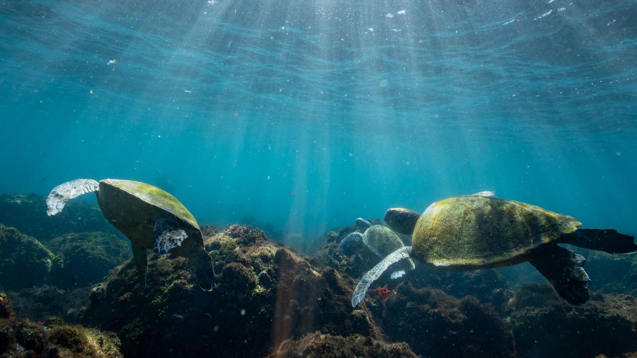 Diving with green sea turtles off Cook Island, northern NSW | news.com ...