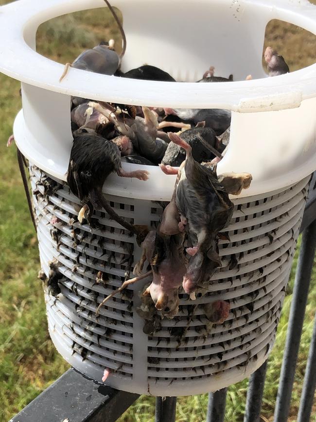 Warren farmer Ben Storer is pulling “300 mice a nigh” from his swimming pool.