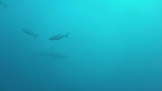 15-foot great white shark shocks scuba divers above Florida Keys shipwreck