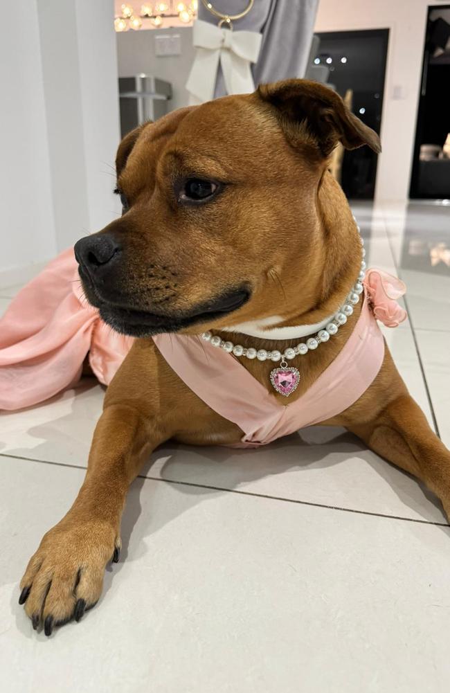 Stassy the dog in a bridesmaid dress with pearls. Picture: Imagehaus