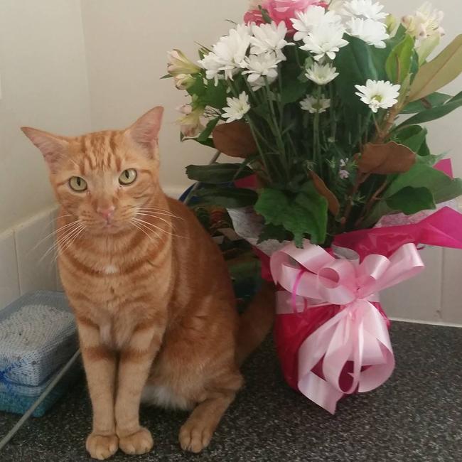 02/07/2019 - Romeo our 10 year old cat loves to pose for a photo next to my birthday flowers! Picture: Leah Margaret
