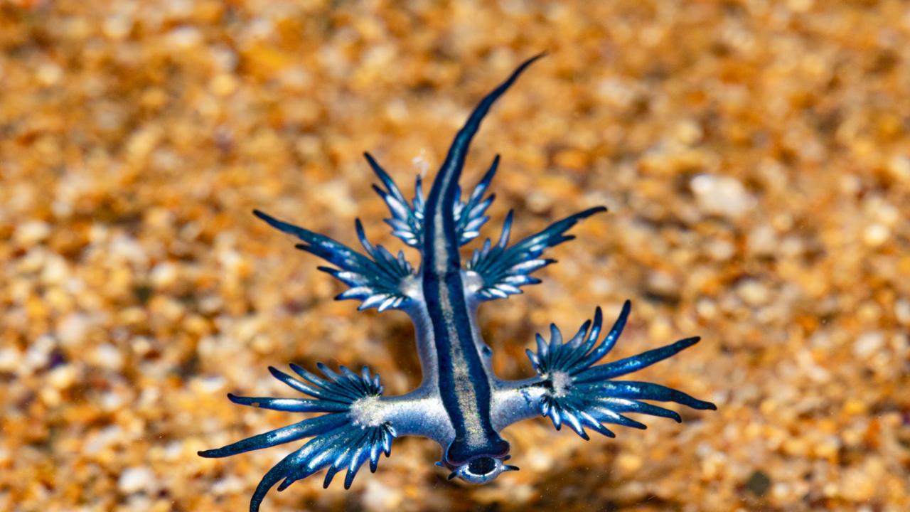 JCU graduate Lawrence Scheele photographs rare marine life on Magnetic ...